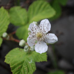 Himalayan Blackberry