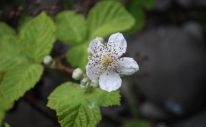 Himalayan Blackberry