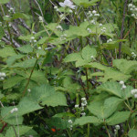 Himalayan Blackberry budding