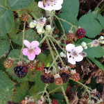 Fruiting blackberry