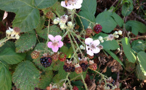 Fruiting blackberry