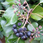 English ivy berries