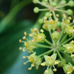 English ivy flowers