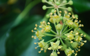 English ivy flowers