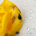 Scotch broom bruchid (Bruchidius villiosus) biological control