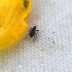 Scotch broom seed weevil (Exapion fuscirostre) biological control