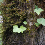 English Ivy seedling