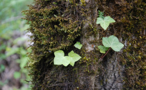 English Ivy seedling