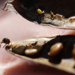 Scotch broom seed weevil biological control emerging from seed pod