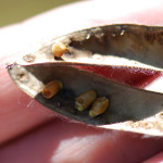 Scotch broom bruchid (Bruchidius villosus) biological control damage to seed