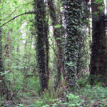 English ivy in trees