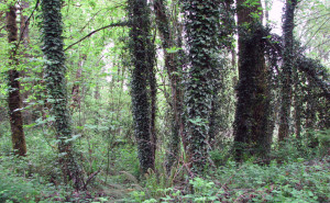 English ivy in trees