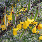 Scotch broom flowers and seed pods