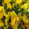 Scotch broom flowers