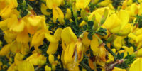 Scotch broom flowers