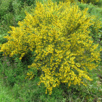 Scotch broom plant