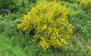 Scotch broom plant