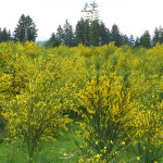 Scotch broom infestation