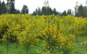 Scotch broom infestation