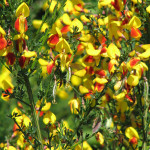 Scotch broom bicolor flower