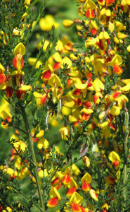 Scotch broom bicolor flower