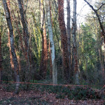 English ivy after treatment