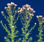 Canada thistle plants