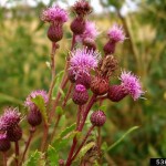 Canada thistle flowers