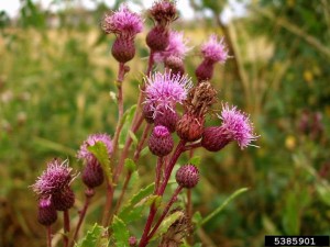 Canada thistle flowers