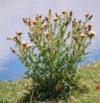 Bull thistle plant