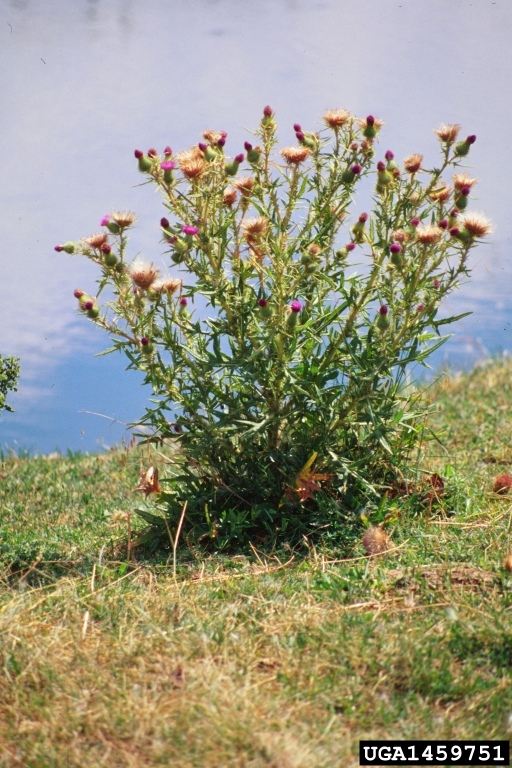 Bull thistle plant