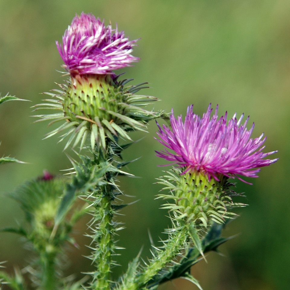 Bull Thistle (Cirsium vulgare) - WeedWise Program