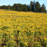 Tansy Ragwort Infestation