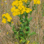 Mature Tansy Ragwort