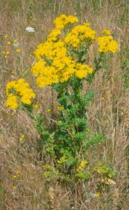 Mature Tansy Ragwort