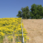 Tansy Ragwort Management