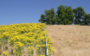 Tansy Ragwort Management