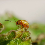 Tansy Ragwort Flea Beetle