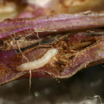 Tansy Ragwort Flea Beetle Larvae