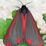 Cinnabar moth