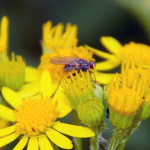 Tansy Ragwort Seed Fly