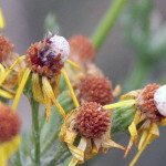 Tansy Ragwort Seed Fly Damage