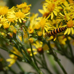 Tansy Ragwort Flowers and Cinnabar Moth Caterpillar