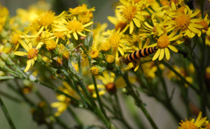 Tansy Ragwort Flowers and Cinnabar Moth Caterpillar