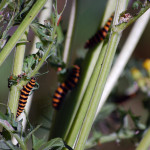 Cinnabar Moth Caterpillars