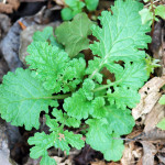 Tansy Ragwort Rosette