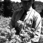 Tansy Ragwort Inspection