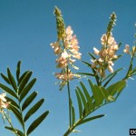 Peach-Colored Flowers