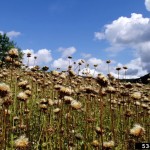 Seed heads