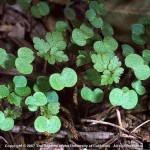 Seedlings